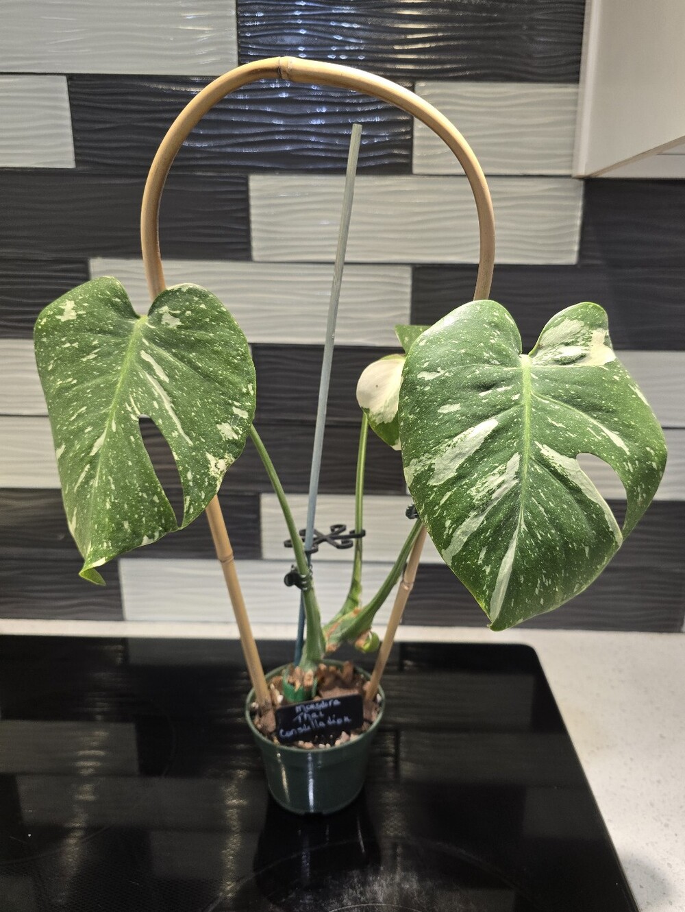 Gorgeous Variegated Monstera Thai Constellation Plant